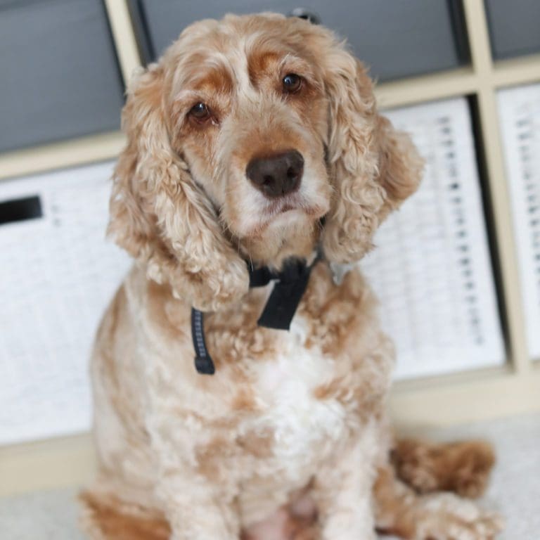 archie-elton-head-of-security